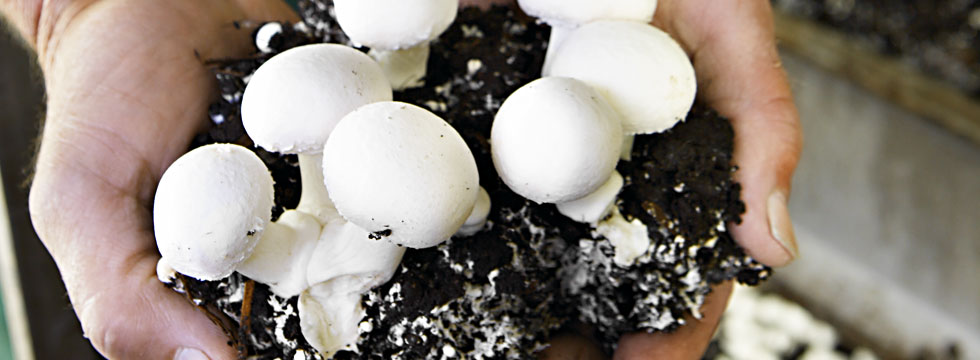 Tvedemose » Bæredygtig af svampe